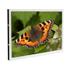 18" shelf edge display